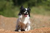 EPAGNEUL PAPILLON 135
